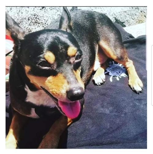 Lost Male Dog last seen Baker St / Bristol - Southpointe apmts , Costa Mesa, CA 92626