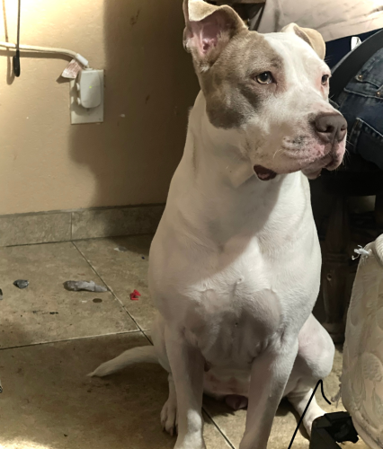 Lost Female Dog last seen 15th Ave and Grover’s , Phoenix, AZ 85023