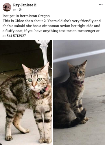 Lost Female Cat last seen Unknown , Hermiston, OR 97838
