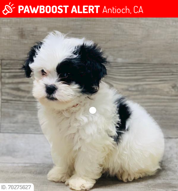 Lost Male Dog last seen Hillcrest ave, Antioch, CA 94531