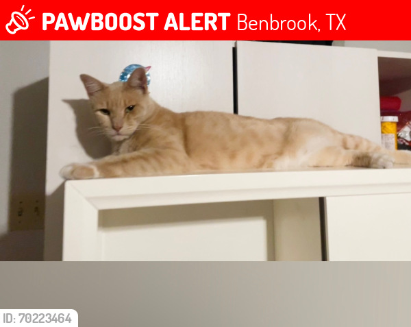 Lost Male Cat last seen San Saba & Del Rio Ave, Benbrook, TX 76126