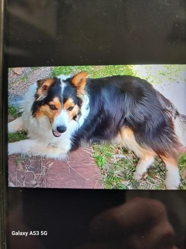 Lost Female Dog last seen Lawndale/Fallston,NC area, Lawndale, NC 28090