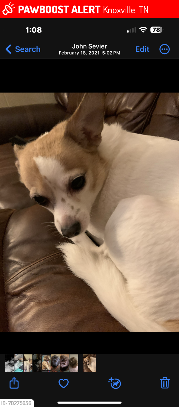 Lost Male Dog last seen Mildred Drive, Knoxville, TN 37914