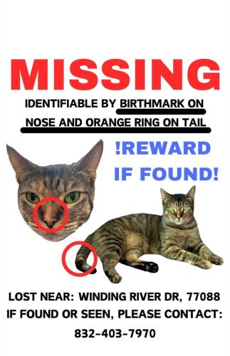 Lost Female Cat last seen Hidden Valley , Houston, TX 77088