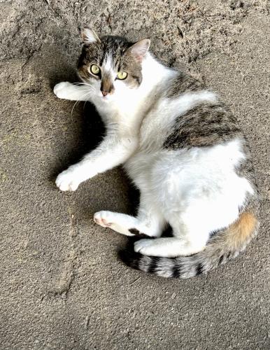 Lost Female Cat last seen 29th Avenue Drive NW Hickory, Hickory, NC 28601