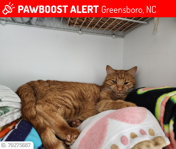 Lost Male Cat last seen In-between Church and Yanceyville, Greensboro, NC 27405