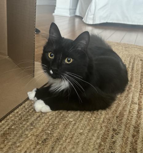 Lost Male Cat last seen Royal York and Dundas, Toronto, ON M9A