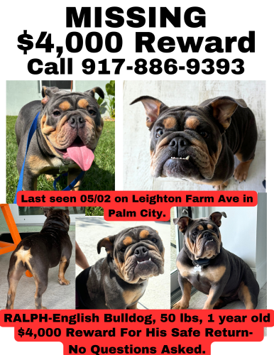 Lost Male Dog last seen Dead end of Leighton Farm Ave , Palm City, FL 34990