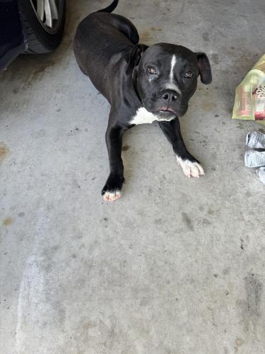 Found/Stray Male Dog last seen Keeneland  and Vista Real, Dallas, TX 75211