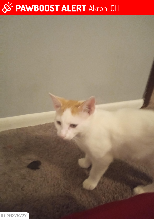 Lost Male Cat last seen S. Main St and Waterloo Rd , Akron, OH 44319