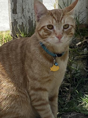 Lost Male Cat last seen Westminster blvd and beach Blvd , Westminster, CA 92683