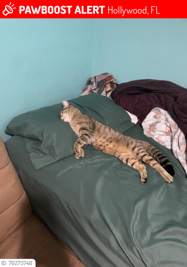 Lost Male Cat last seen Hollywood Park Elementary, Hollywood, FL 33024