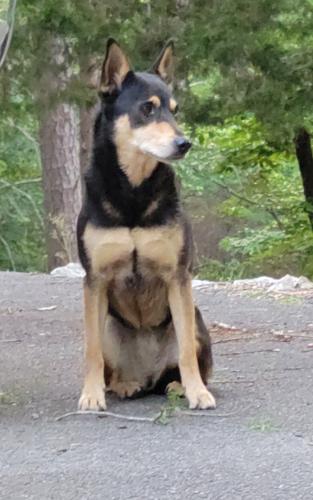 Lost Female Dog last seen Sand Springs Road/Texas Valley Road , Rome, GA 30165