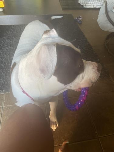 Lost Female Dog last seen Chanas court & sequin dr, Spring, TX 77388