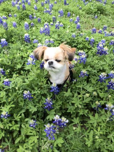 Lost Male Dog last seen Summit at riverside, Austin, TX 78741