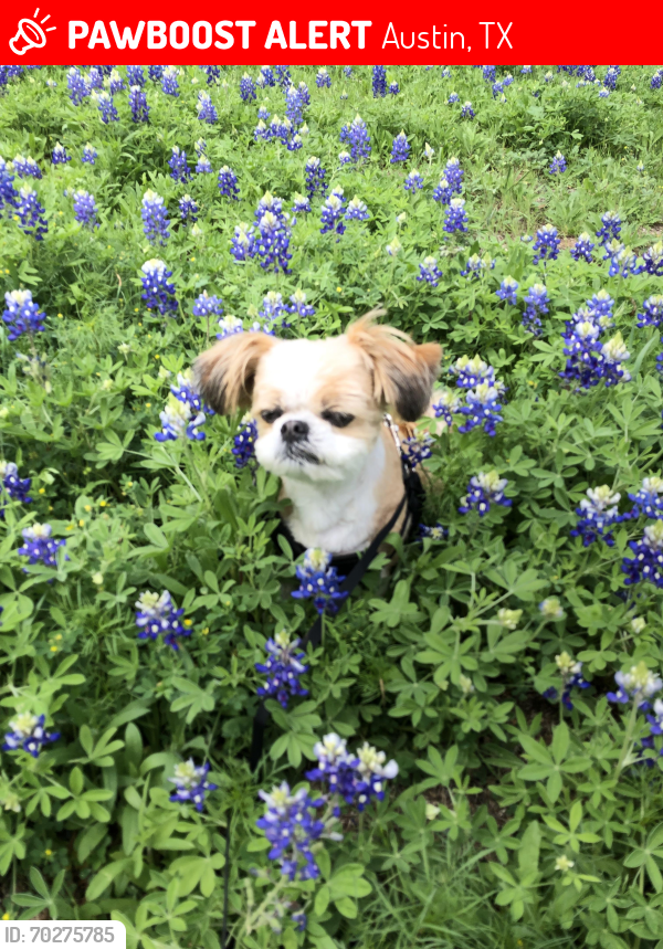 Deceased Male Dog last seen Summit at riverside, Austin, TX 78741