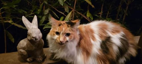 Lost Female Cat last seen Goughes Branch Rd, Leicester, NC 28748