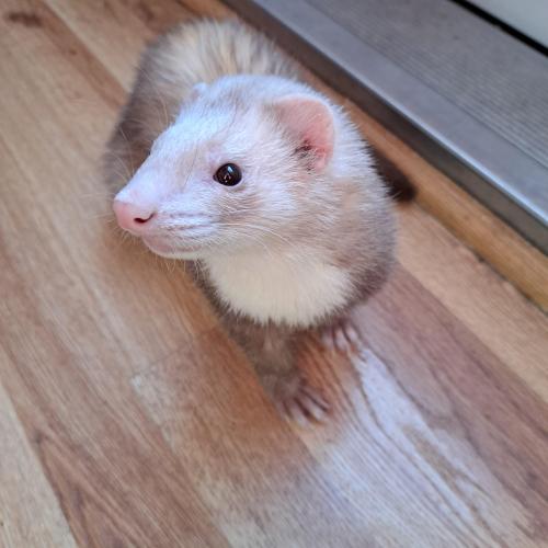 Lost Male Ferret last seen Liberty Landing and Ruth Ewing , Liberty, MO 64068