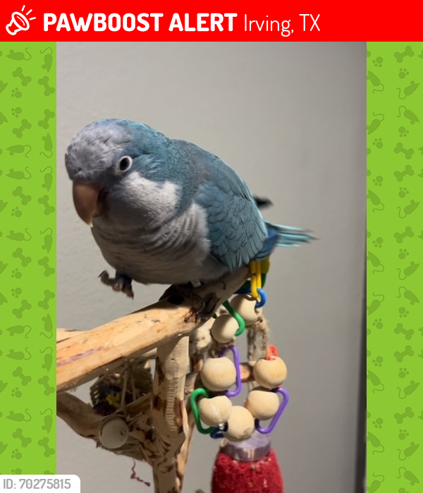 Lost Male Bird last seen Mcarthur and Valley Ranch pkwy, Irving, TX 75063