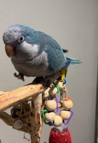 Lost Male Bird last seen Mcarthur and Valley Ranch pkwy, Irving, TX 75063