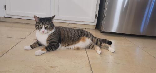Lost Female Cat last seen Front and Christian Streets, Philadelphia, PA 19147
