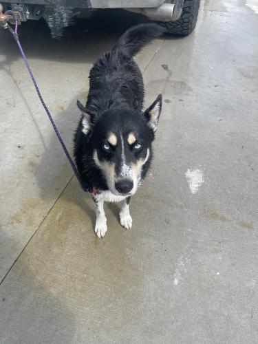 Lost Female Dog last seen Riverwalk Towards Highlands , Porter, TX 77365