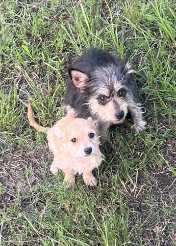 Found/Stray Female Dog last seen Almeda Genoa , Houston, TX 77051