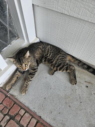 Found/Stray Unknown Cat last seen Candleridge and Mirrorlake, Spring, TX 77373