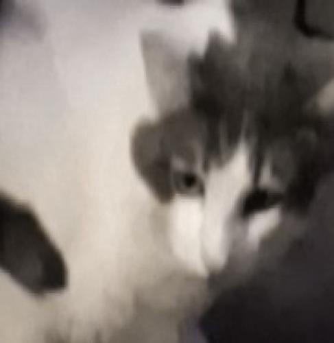 Lost Male Cat last seen Arlington st×La Rue ave, Reno, NV 89509