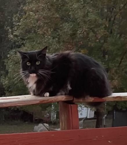 Lost Male Cat last seen Shumard Lane/Kelleytown Rd., McDonough, GA 30252