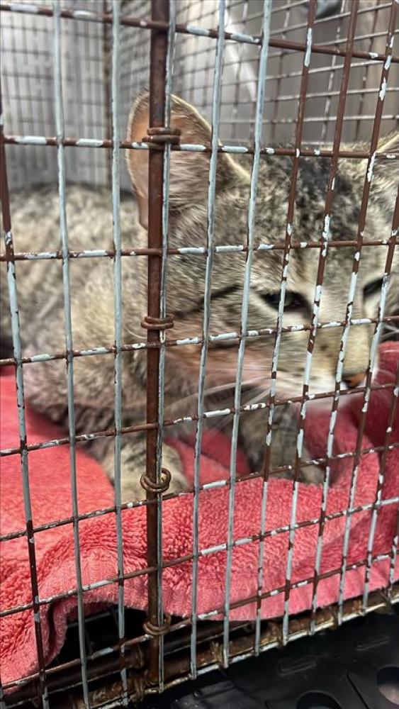Shelter Stray Male Cat last seen Near BLOCK CAMINO LA CONSTA, Austin, TX 78702