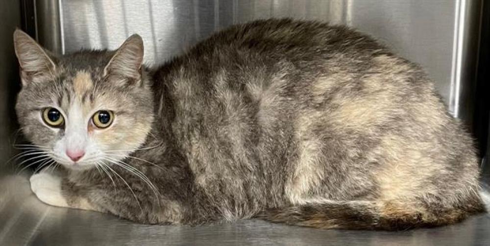 Shelter Stray Female Cat last seen LAKE MONTONIA RD, Shelby, NC 28150
