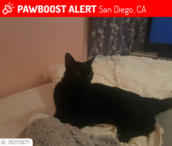 Lost Male Cat last seen Azalea park, San Diego, CA 92105