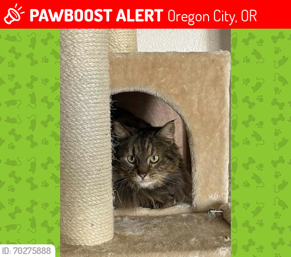 Lost Female Cat last seen Beavercreek Rd in Oregon City, Oregon City, OR 97045