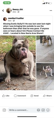 Lost Male Dog last seen uptown new iberia , New Iberia, LA 70560