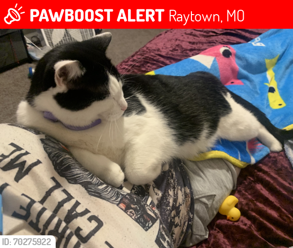 Lost Male Cat last seen 55th st, Blue ridge cutoff, Raytown, MO 64133