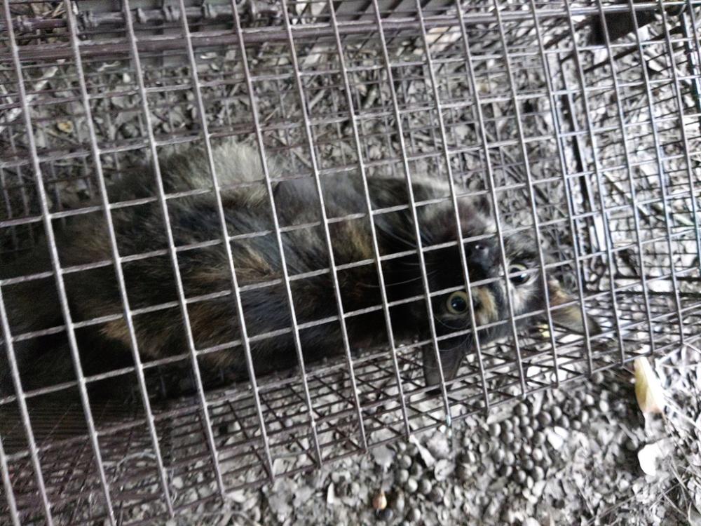 Shelter Stray Female Cat last seen Apt 99,1312 Roper Road, SCOTT, LA, 70583, Lafayette, LA 70507