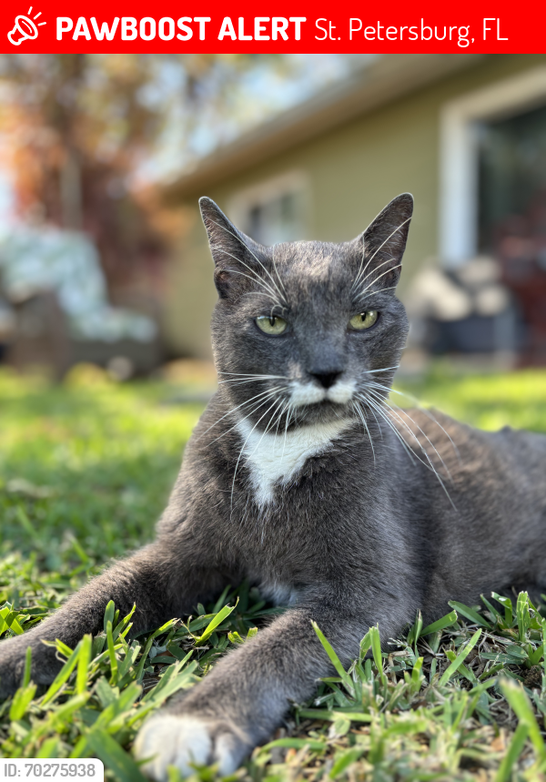 Lost Male Cat last seen 53rd St , 31st Ave N, St. Petersburg, FL 33710