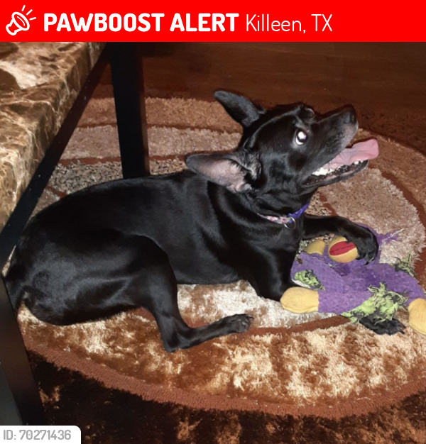 Lost Female Dog last seen Rancier, Killeen, TX 76543