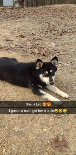 Lost Female Dog last seen Big springs road, Bibb County, AL 35184
