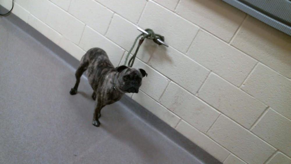Shelter Stray Female Dog last seen Near BLOCK W ALEMEDA AVE, Denver, CO 80223