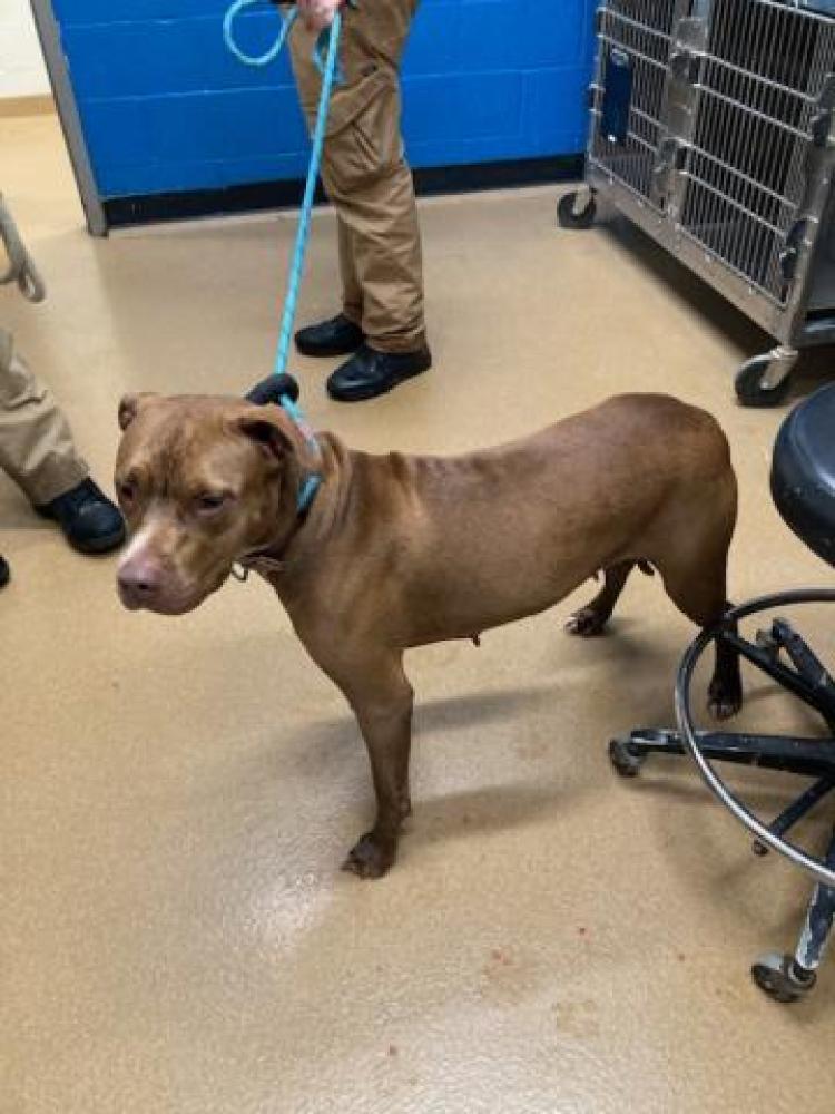 Shelter Stray Female Dog last seen COTTLEVILLE, St. Peters, MO 63376