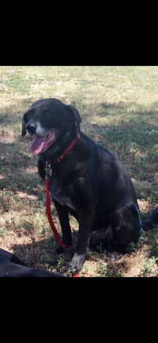 Lost Male Dog last seen 32nd and Bangor, Lubbock, TX 79407