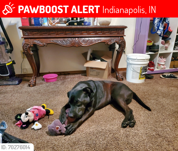 Deceased Male Dog last seen McDonald’s off of Morris, Indianapolis, IN 46241