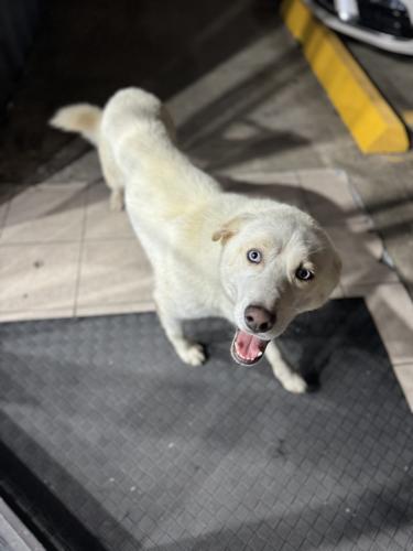 Found/Stray Male Dog last seen Applewhite and Mason , Katy, TX 77450