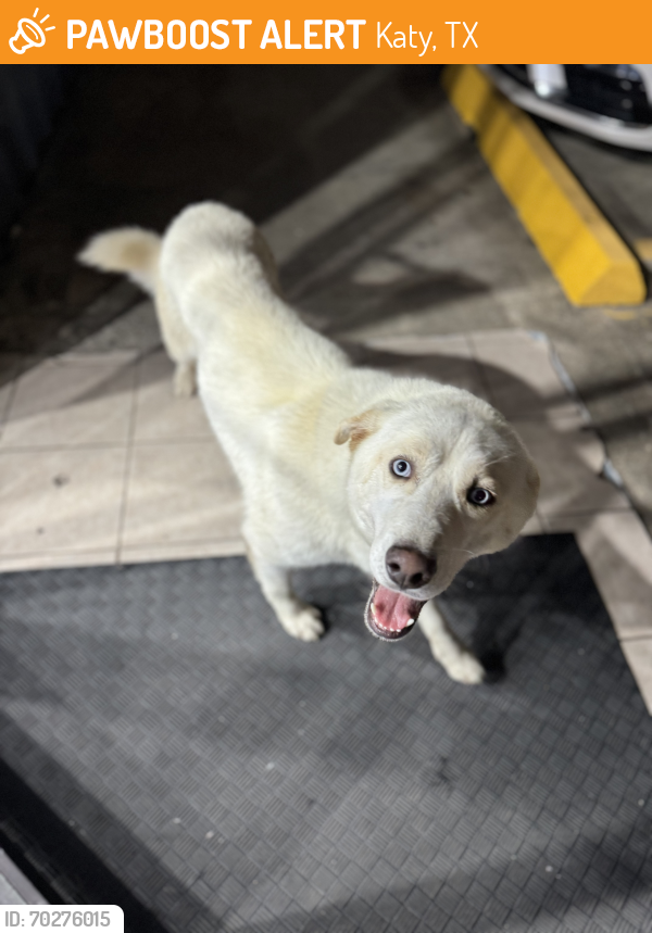 Found/Stray Male Dog last seen Applewhite and Mason , Katy, TX 77450
