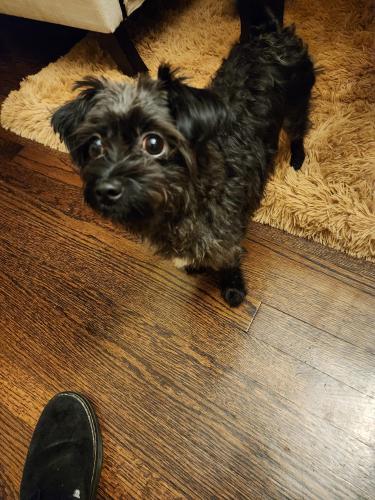 Lost Female Dog last seen 71st and Harlem Ave, Stickney, IL 60402