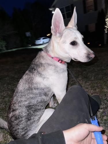 Lost Female Dog last seen Tucker, Tucker, GA 30084