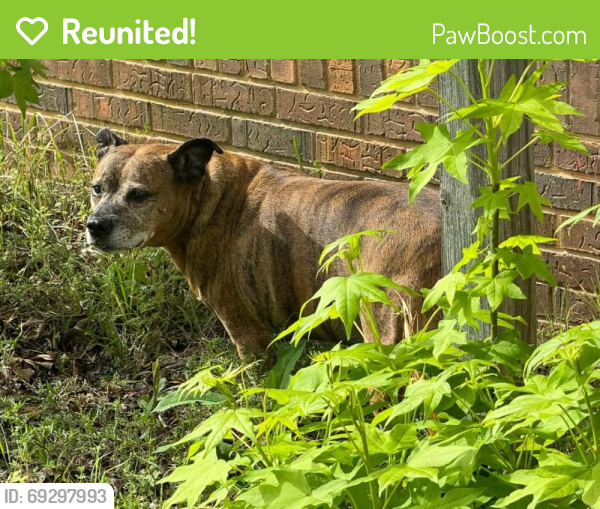Reunited Male Dog last seen Between Pelham high school and back entrance of Pelham ball park down the road, Pelham, AL 35124