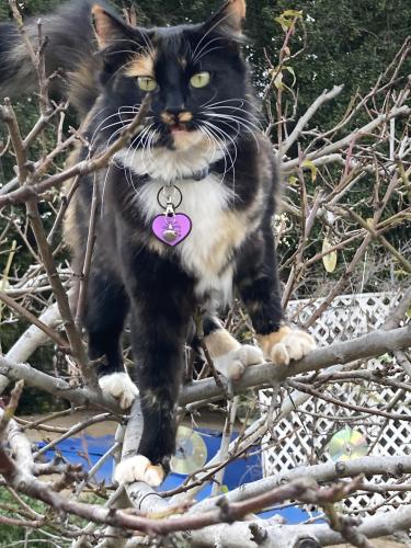 Lost Female Cat last seen Holly Road, Alpine, CA, Alpine, CA 91901